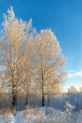 winter birches in hoarfrost