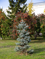 Fototapeta na wymiar Blue spruce in the central park of Tyumen in autumn