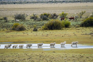 Ovis orientalis aries - The sheep is a hoofed, quadruped mammal.