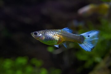 freshwater dwarf rainbow fish guppy species, female of captive artificial breed in neon glowing...