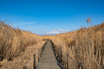 Wooden walkway in dry reeds with a view of snowy Erciyes Mountain in Turkey. The national park's name is Sultan Sazligi in Kayseri, Turkey. 