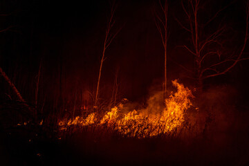 Dangerous wildfire of Siberia near Novosibirsk, Russia in October 2021