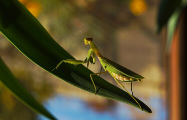A large mantis on a tree branch