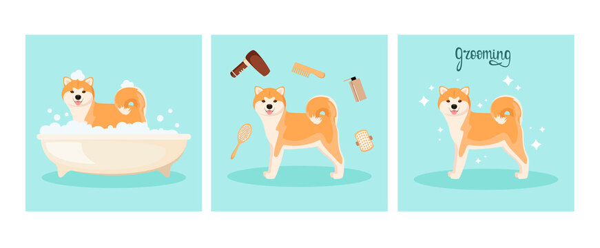 Funny akita washes in the bathroom. Set illustration. Grooming. Cartoon design.
