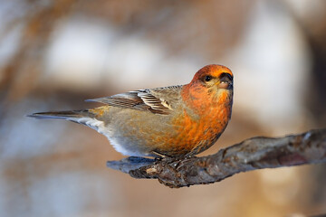 robin in snow