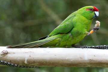 A Red Crowned Parakeet (Kakariki) enjoys eating some Millet in Wellington, New Zealand