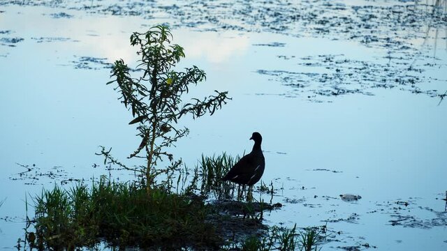 Common gallinule, waterfowl perched on a tiny island of grass and small bush, looking for food and making bird call. 314