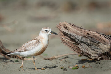 New Zealand Dotterel on sandy beach. Northern subspecies. Wenderholm Regional Park, Auckland.