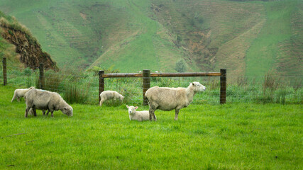 Ewe and baby lamb in the rain by the farm fence with green hills in the background, Golden Bay, South Island.