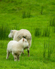 Obraz na płótnie Canvas Lamb and ewe in the rain on the green hills. Vertical format. Golden Bay, South Island.