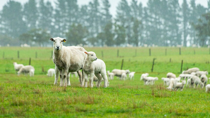 Fototapeta na wymiar Lamb and ewe in the rain on the green hills in Golden Bay, South Island.