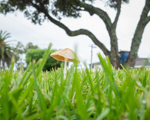 Close-up image of wild mushroom popping up in the lawn after a rainy spell