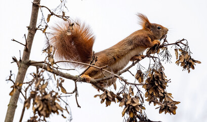 Eichhörnchen   © PhotoArt