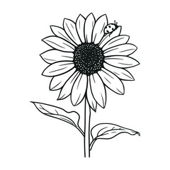 sunflower with ladybug in black and white vector illustration