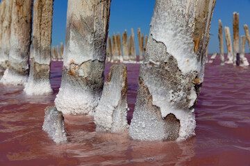 Pink salt lake with salt crystals on wooden pillars. Sasyk Sivash pink salt sea.