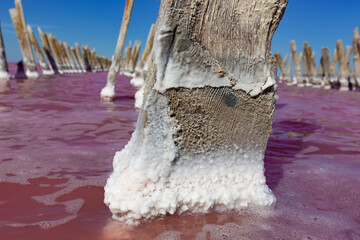 Pink salt lake with salt crystals on wooden pillars. Sasyk Sivash pink salt lake.