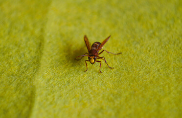 Big red bee