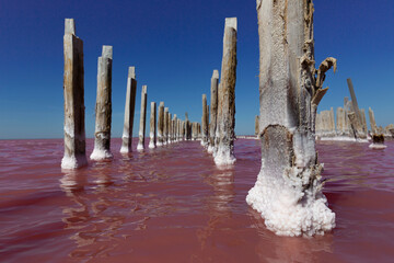 Pink salt lake with salt crystals on wooden pillars. Sasyk Sivash pink salt lake landscape.