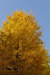 紅葉したイチョウの木