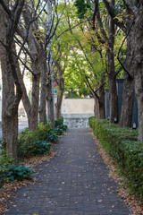 牛坂へと続く並木道　西麻布、港区、東京、日本