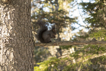 squirrel sitting on a tree