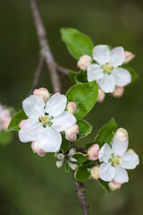 Spring blossom: branch of a blossoming apple tree on garden background - selective focus, space for text