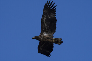 	

an eagle soaring in the sky
