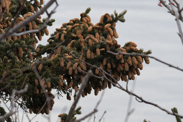 fir cones on the branches