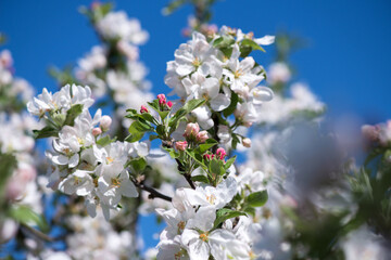 Spring blossom: branch of a blossoming apple tree on garden background - selective focus, space for text