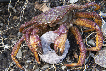 hairy crab on the seashore