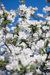 Spring blossom: branch of a blossoming apple tree on garden background - selective focus, space for text