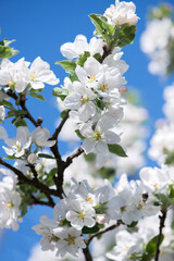 Obraz premium Spring blossom: branch of a blossoming apple tree on garden background - selective focus, space for text