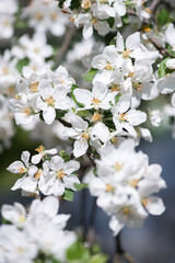 Spring blossom: branch of a blossoming apple tree on garden background - selective focus, space for text