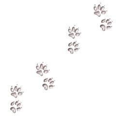 tiger, cat steps, footprint, trail. squirrel tracks. Typical footprints