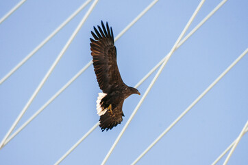 eagle in the city