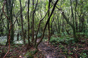 mossy trees and rocks in a primeval forest