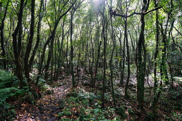 thick wild forest with trees, vines, fern