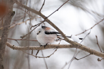 Long-tailed tit (Aegithalos caudatus) sitting on the branch during winter. Concepts: wildlife, birds, birdwatching, outdoor