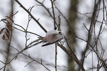 Long-tailed tit (Aegithalos caudatus) hanging using one foot on the branch during winter. Concepts: wildlife, birds, birdwatching, outdoor