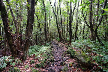 thick wild forest with trees, vines, fern