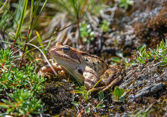 Sparkled Toad in Grass, Hohe tauern National park