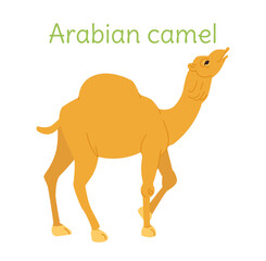 the arabian camel is standing. Australian bird in simple style.