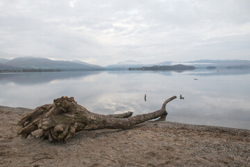 Fototapeta premium A still, calm, evening view over Loch Lomond with driftwood on the shore, near Duck Bay in Scotland, UK