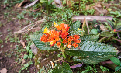 close-up of beautiful Gesneriaceae houseplants