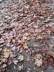 falling leaves on the ground during autumn