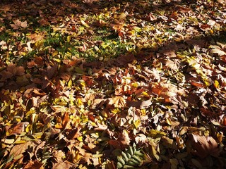 falling leaves on the ground during autumn