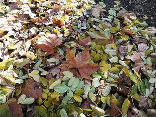 falling leaves on the ground during autumn