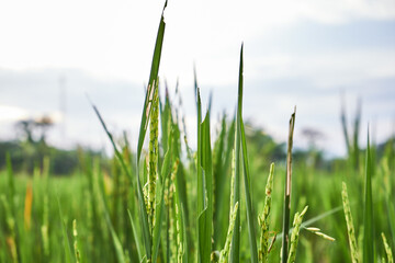 close-up of beautiful rice grass, rice fields fail to harvest