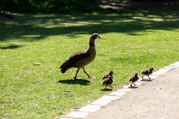 Egyptian geese family in a park