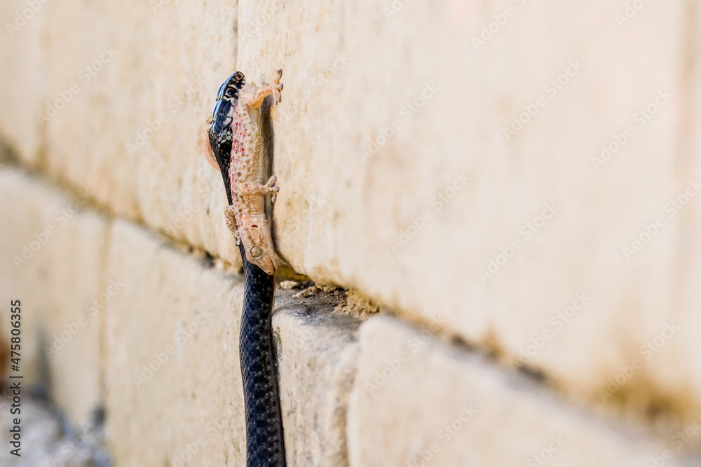 Canvas Prints a black western whip snake, hierophis viridiflavus, hunting a moorish gecko, tarentola mauritanica.